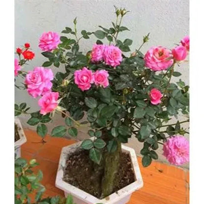 HYBRID ROSE FLOWERS PLANTS (pink)(grafted)