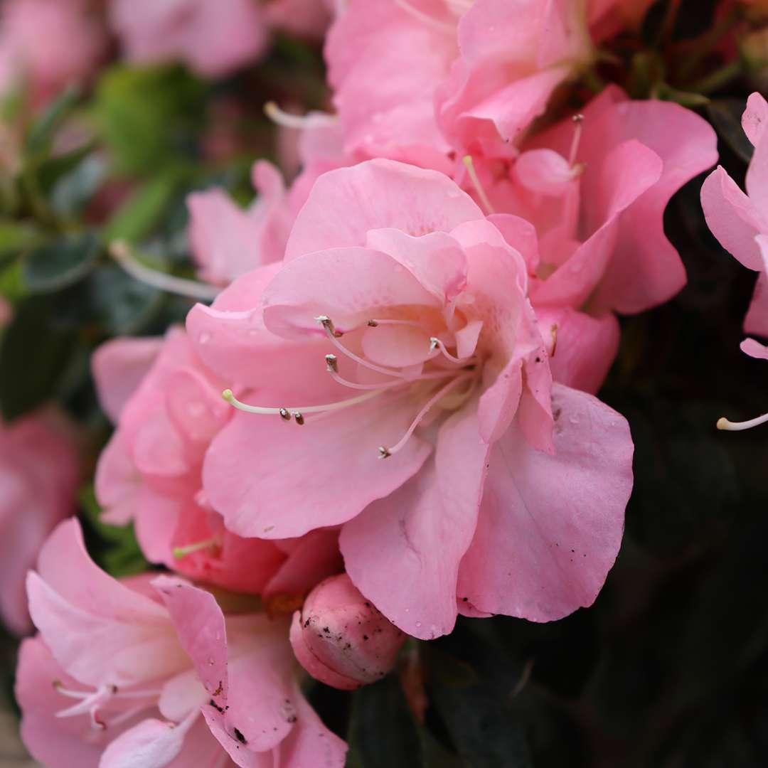 Azalea Flowers Plants (White & Pink)