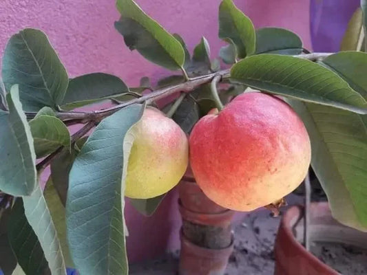 Elhabad Surkha Guava Plants