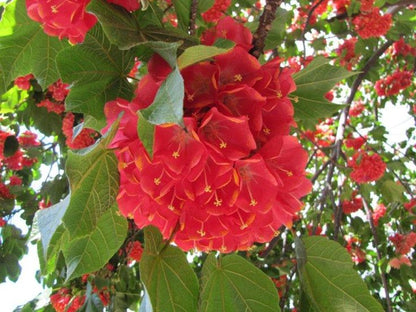 Dombeta Flower (RED)