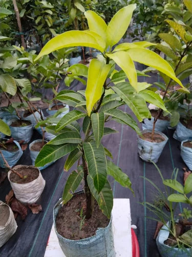 THAI BAROMASI Sweet mango Plant (GRAFTED)