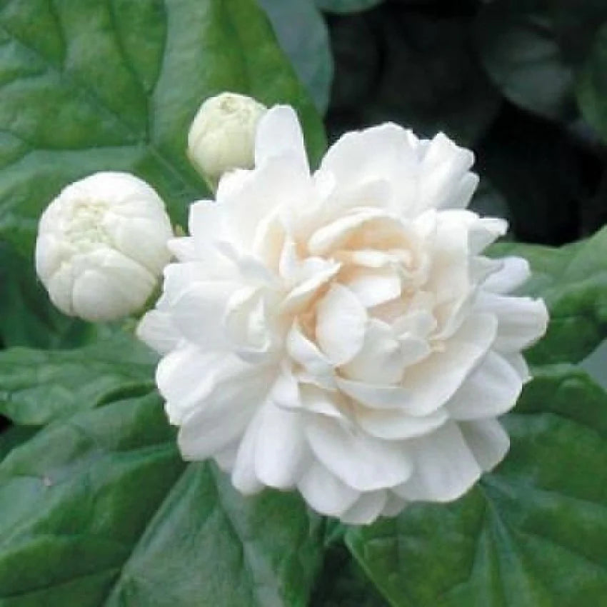 Arabian Jasmine Flowers (BEL FUL)