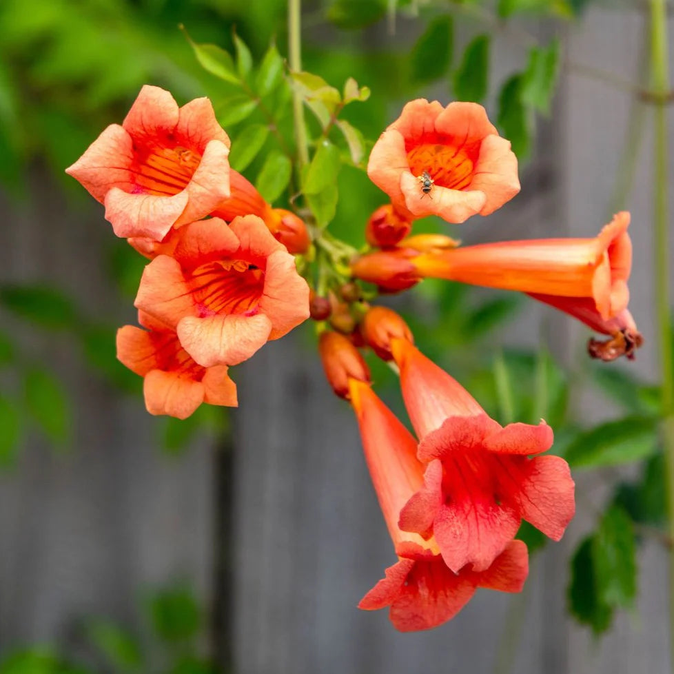 Tecoma Flowers Plant  (Orange)