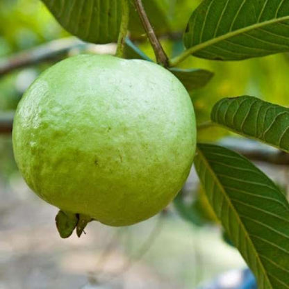 Guava kg Guava Fruit Plant