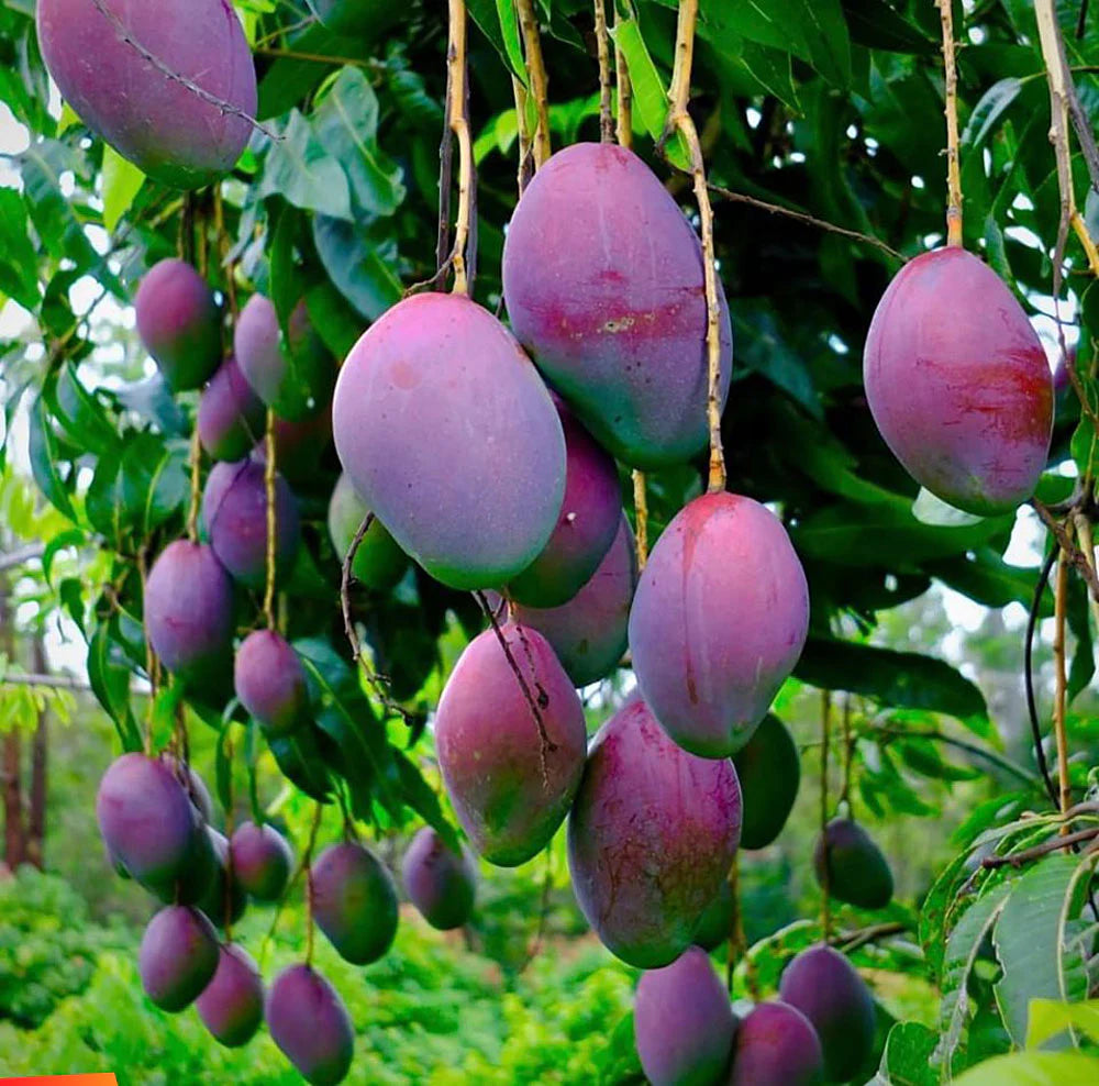 Black stone mango plant