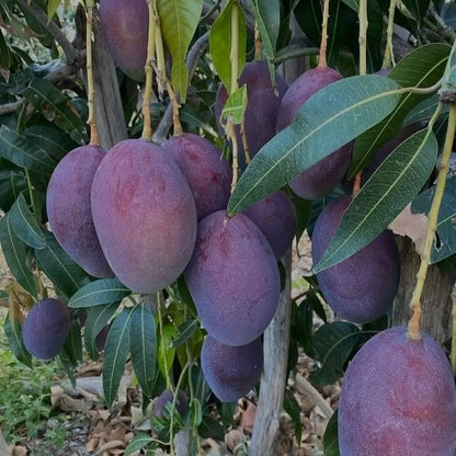 Black stone mango plant