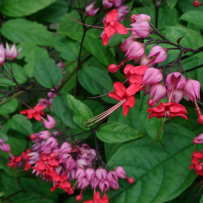 Bleeding Heart Vine Red Flowers Plants