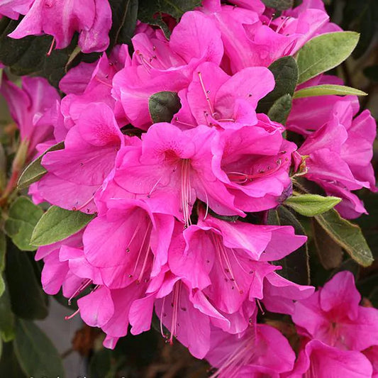 Azalea Flowers Plants (PURPLE)