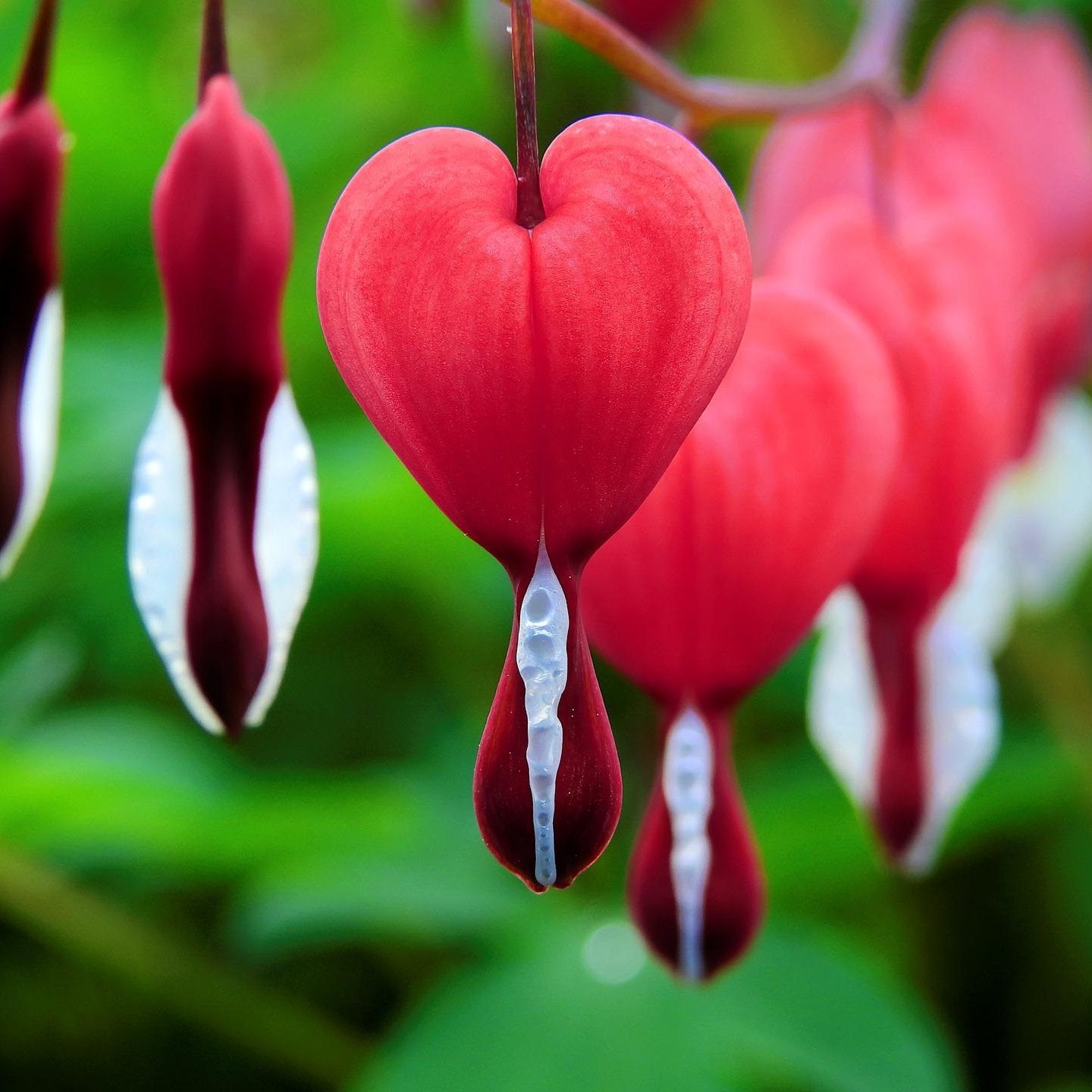 Red Bliding Hard Flowers plants