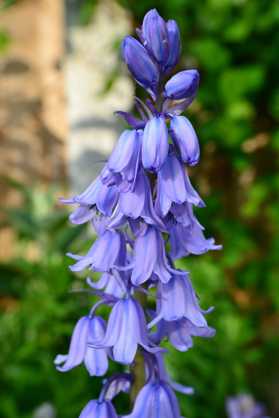 BLUE BELL FLOWERS PLANTS