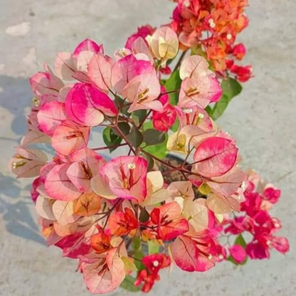 Bougainville (CHITRA) flowers plants