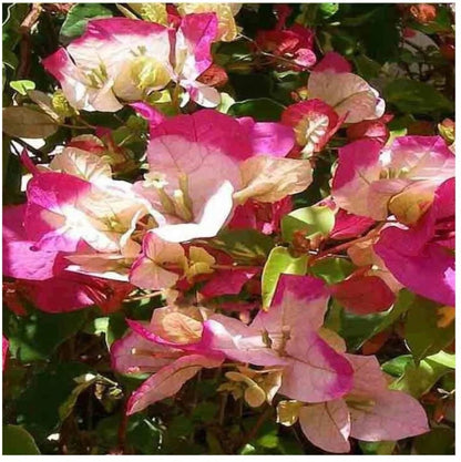 Thai Varity Bougainvallea Flowers Plants