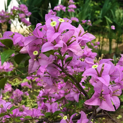 BOUGAINVILLEA FLOWERING PLANT (FORMUSA)