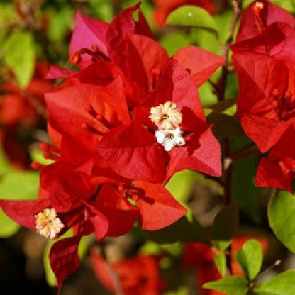 BOUGAINVALLEA FLOWERING PLANT- (FLAME RED)