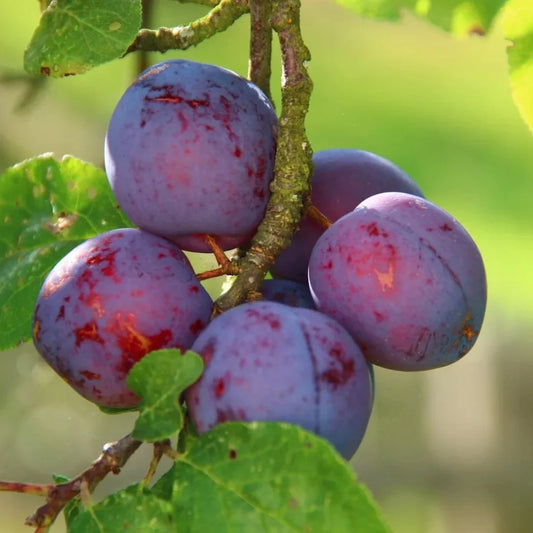 Hybrid Alubukhra Fruit Plant