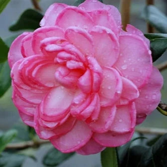 CAMELLIA FLOWERS PLANTS