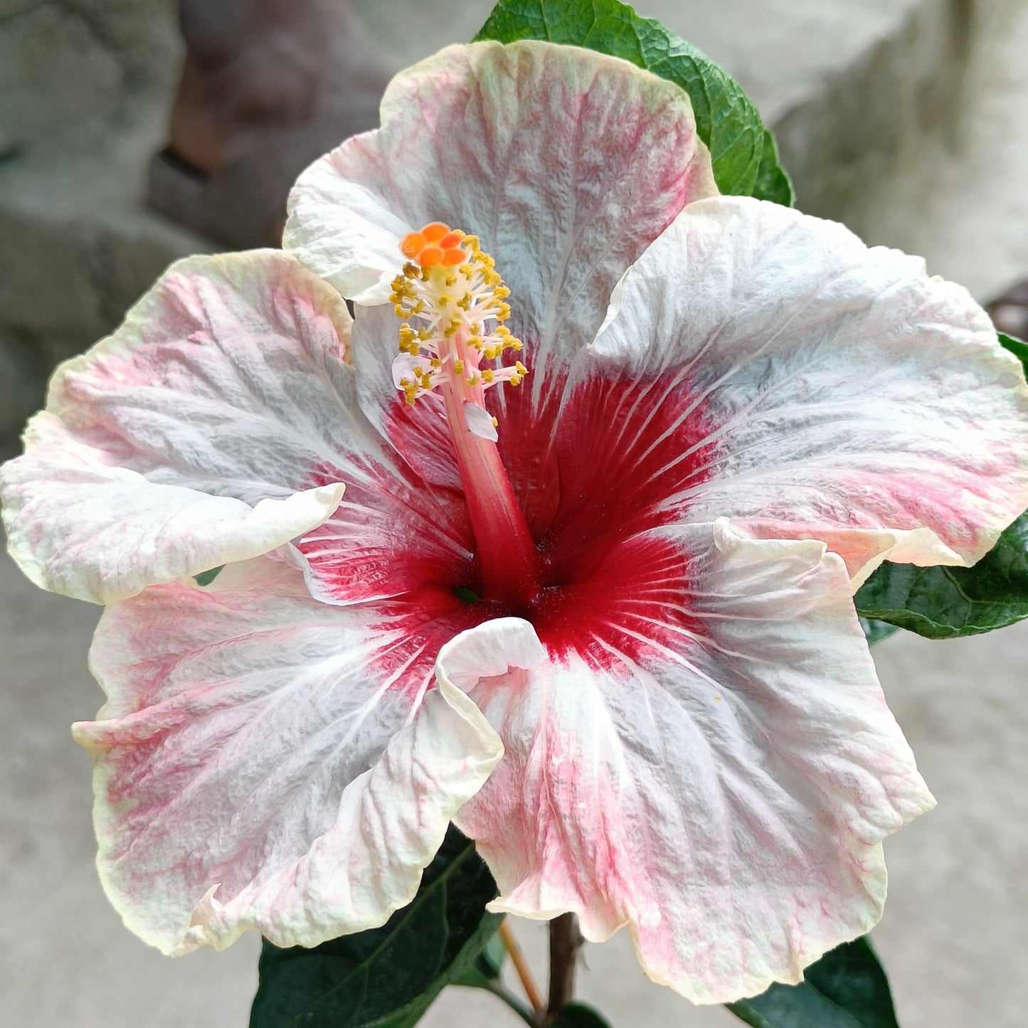 Austrian hibiscus- Grafting Plants ( white and Red Mix )