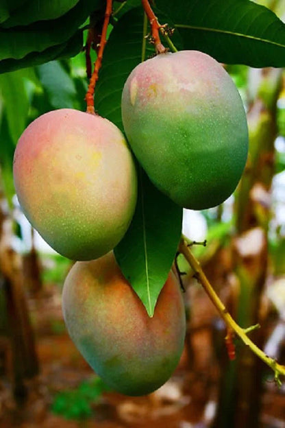 Gouromati Mango Grafting Plant