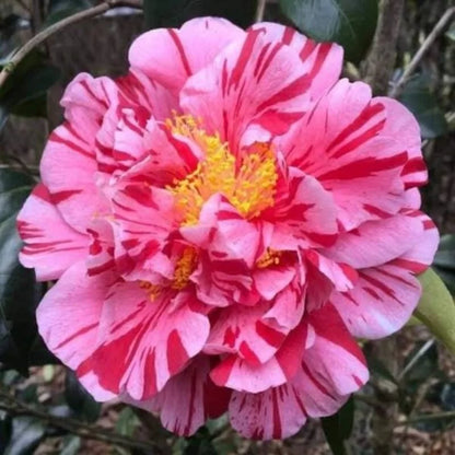 CAMELLIA FLOWERS PLANTS (THOKA)