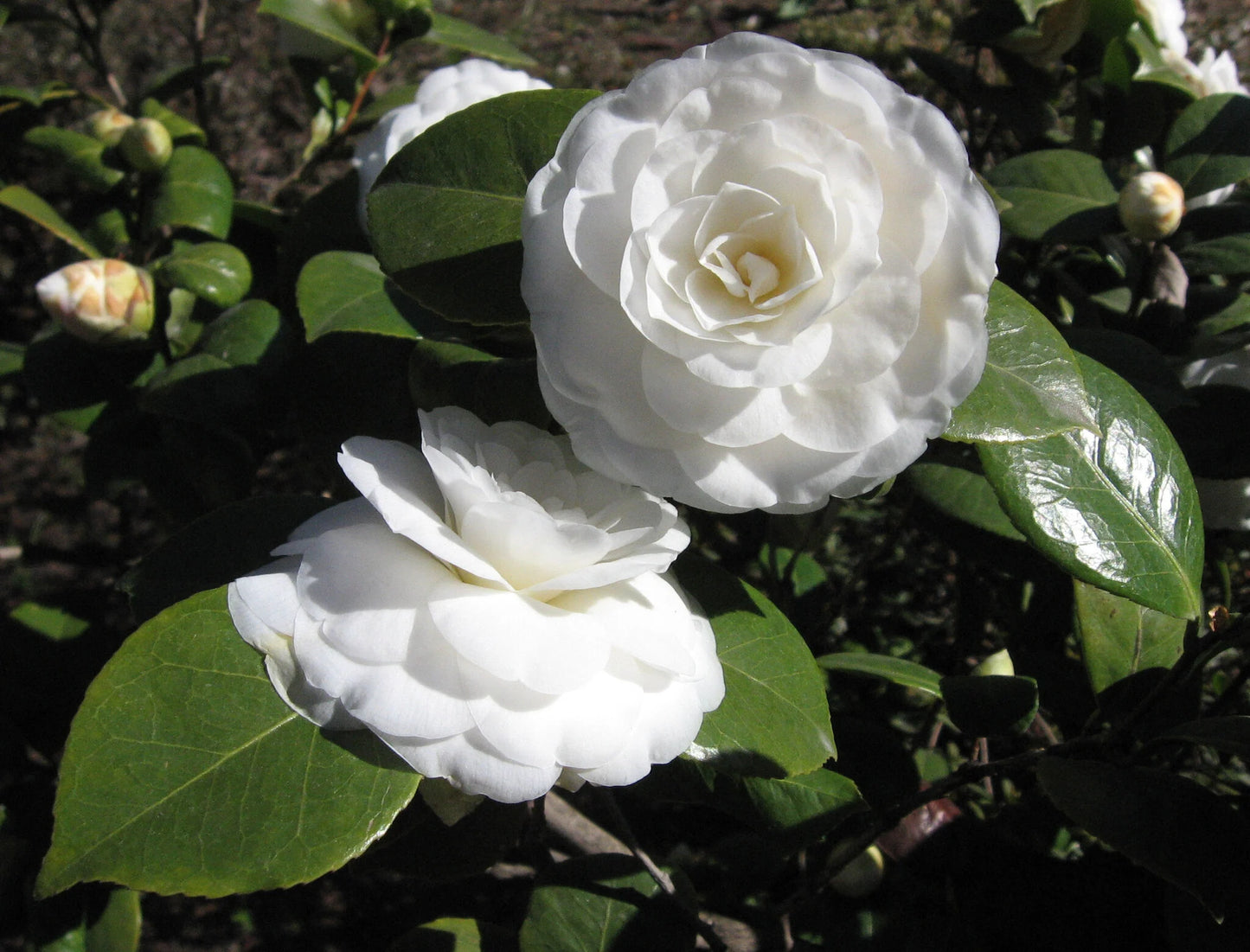 CAMELLIA FLOWERS PLANTS (White)