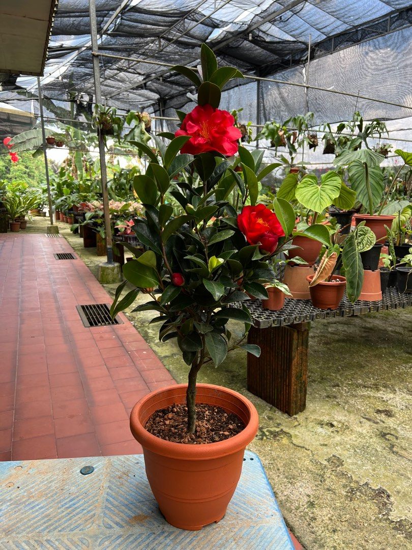 CAMELLIA FLOWERS PLANTS