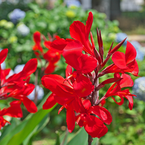 Rannas Dwarf Fflower Plant( Red )