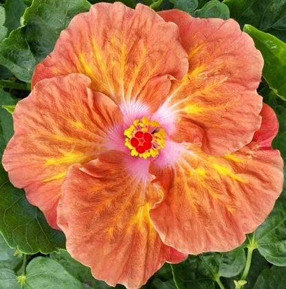 Australia Hibiscus Flowers Plants (LIGHT ORANGE)