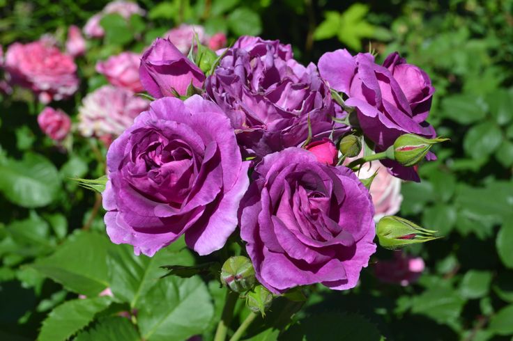 HYBRID ROSE FLOWERS PLANTS (PURPLE) (GRAFTED)