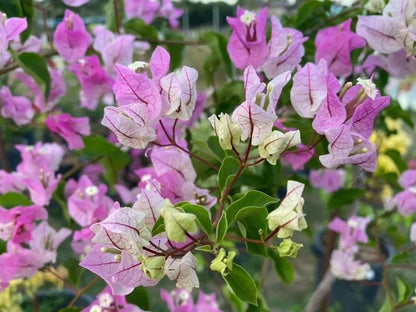 Bougainvillea Flowers PLANT( ID- ICE CREAM)