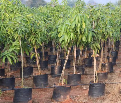 CHINNA RASALU MANGO plants (grafting)