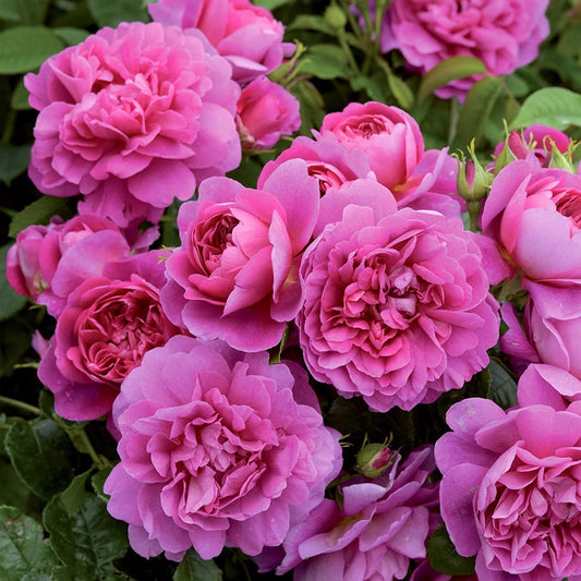 Climbing Rose(Pink) Flower Plants