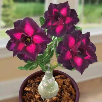 Adenium Rosy Variety Grafted Flowers Plants