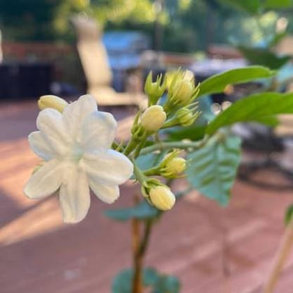 Arabian Jasmine Flowers (BEL FUL)