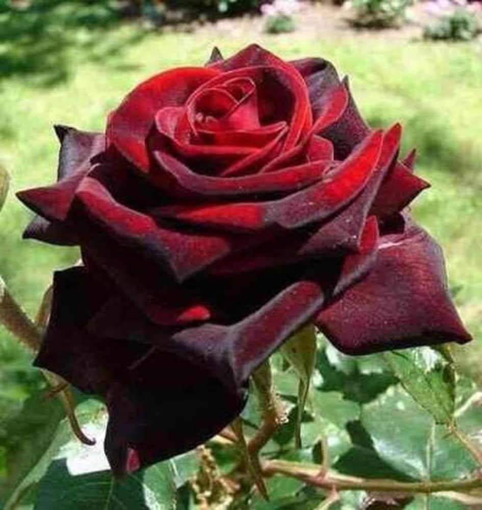 Red Rose (Hybrid)