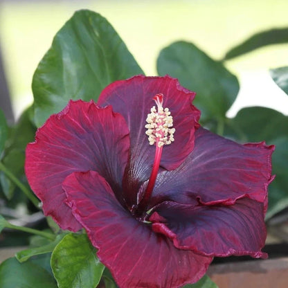 Austrian Hibiscus Flowers plants (Black Dragon)