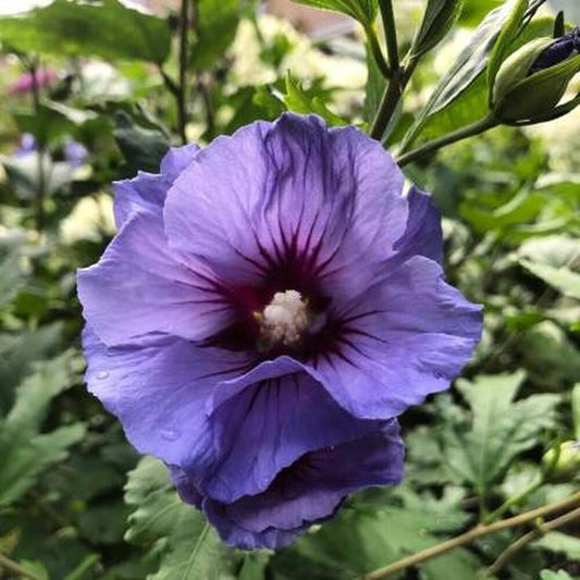 Hybrid Blue Hibiscus Rare one