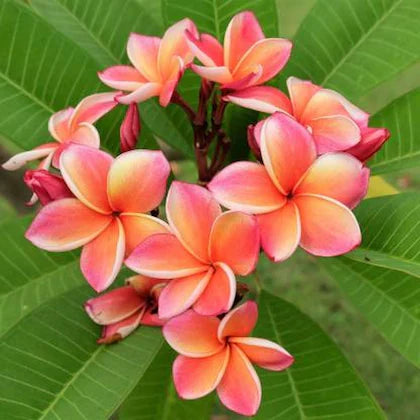 ORANGE & WHITE Tropical Frangipani Plumeria Flowers Plants