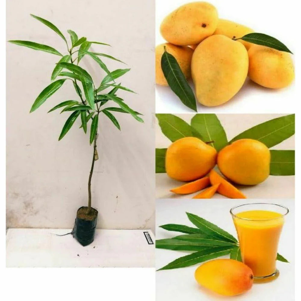 LANGRA MANGO  Fruit plants (grafting)