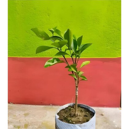 Austrelian Red Lime Fruit Plants