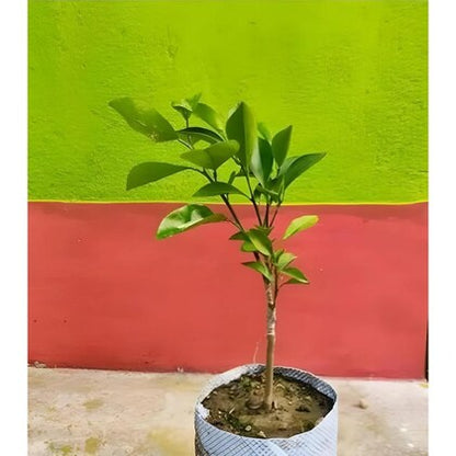 Austrelian Red Lime Fruit Plants