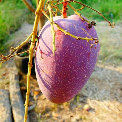 THAI BAROMASI Sweet mango Plant (GRAFTED)