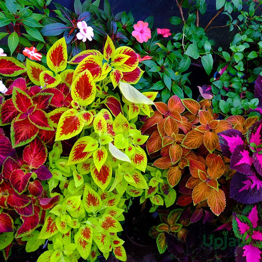 Coleus(maroon green) Plants