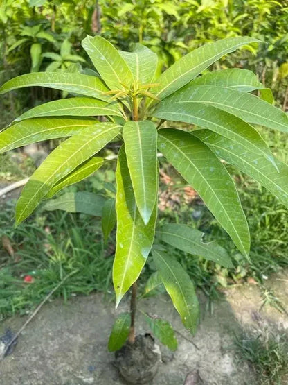 DASHERI MANGO FRUIT PLANT( Grafting )