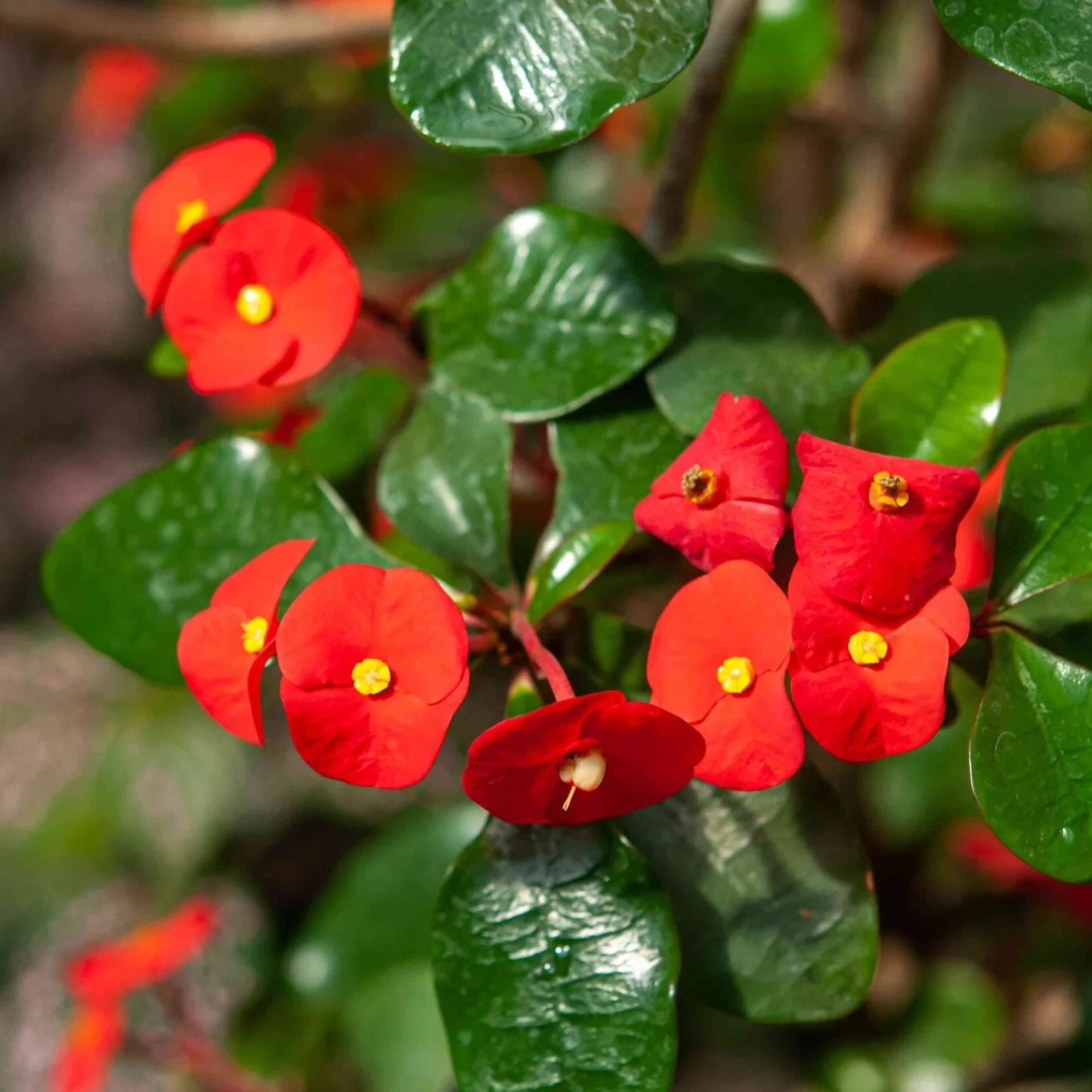 Euphorbia Flowers Plants (RED)