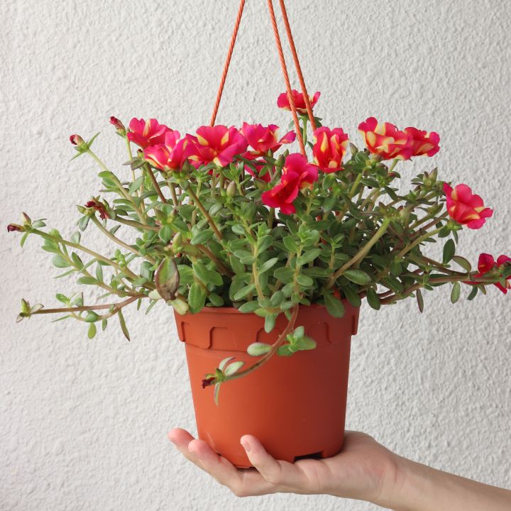 Portulaca FLOWERS PLANTS (HANGING PLANT)