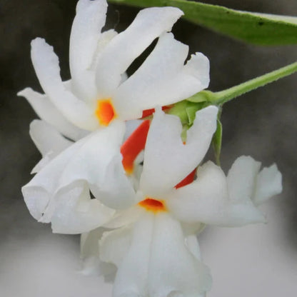 Night Jasmine flowers plants