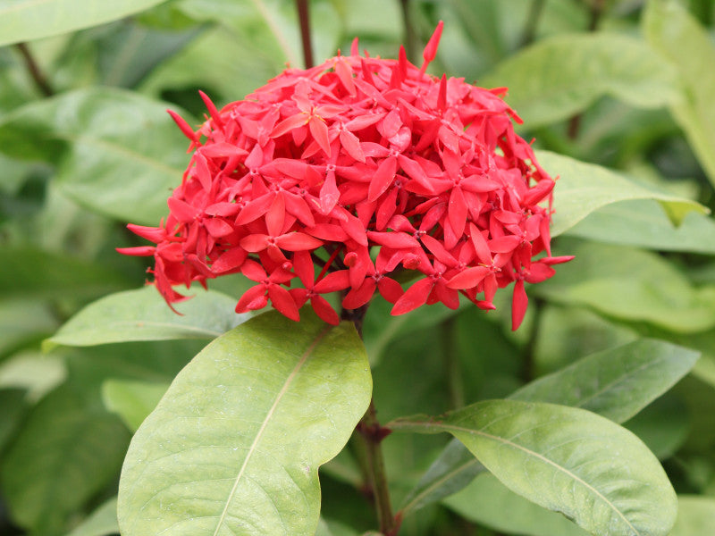 Chinese Ixora Flowers Plants (Red)