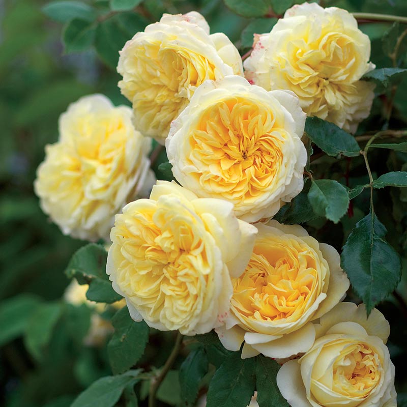 CLIMBING Rose Flowers Plants