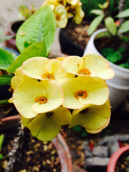 Euphorbia Flowers Plant (Yellow)