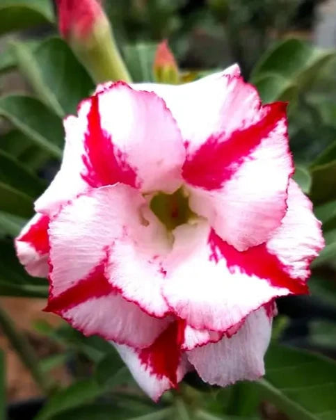 ROSY VARIETY GRAFTED ADENIUM (White & Red)